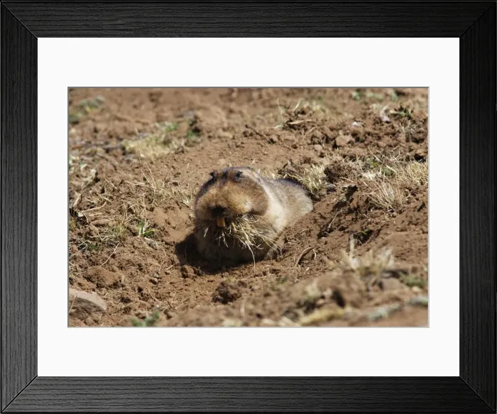Framed Print : Giant Molerat. Endemic to the Bale Mountains - Ethiopia - Africa. 4000 m- 4300 m Framed Print : Giant Molerat. Endemic to the Bale Mountains - Ethiopia - Africa. 4000 m- 4300 m