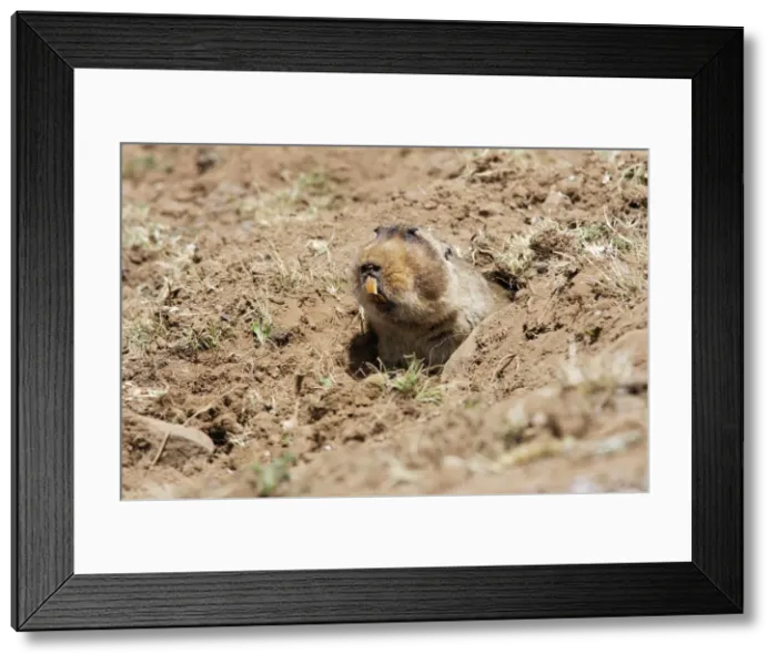 Framed Print : Giant Molerat. Endemic to the Bale Mountains - Ethiopia - Africa. 4000 m- 4300 m Framed Print : Giant Molerat. Endemic to the Bale Mountains - Ethiopia - Africa. 4000 m- 4300 m