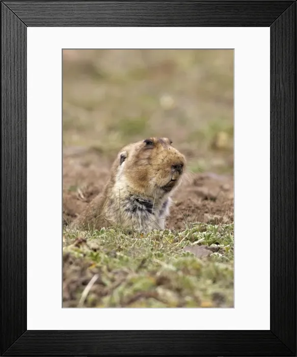 Framed Print : Giant Molerat. Endemic to the Bale Mountains - Ethiopia - Africa. 4000 m - 4300 m Framed Print : Giant Molerat. Endemic to the Bale Mountains - Ethiopia - Africa. 4000 m - 4300 m