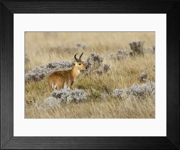 Framed Print : Southern Reedbuck Bale Mountains - Ethiopia Framed Print : Southern Reedbuck Bale Mountains - Ethiopia