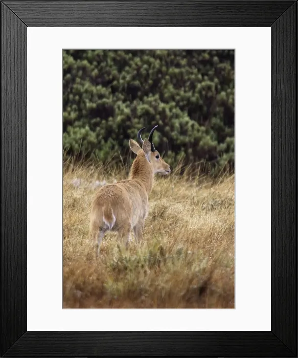 Framed Print : Southern Reedbuck. Bale Mountains - Ethiopia Framed Print : Southern Reedbuck. Bale Mountains - Ethiopia