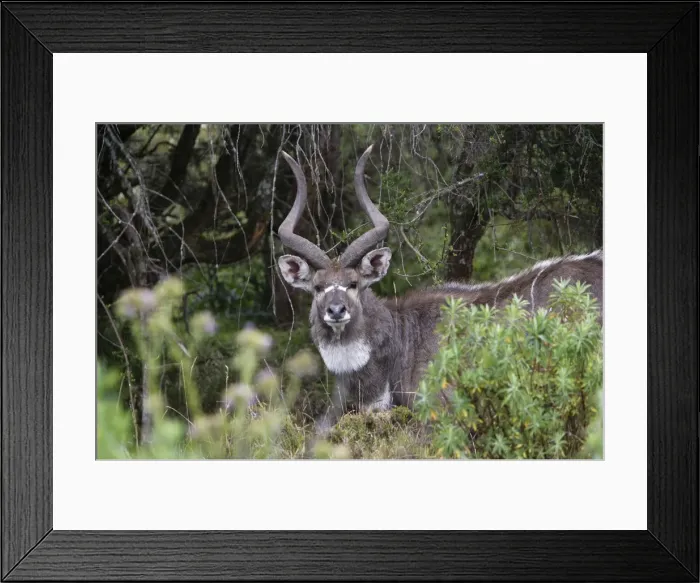 Framed Print : Mountain Nyala - male Bale Mountains. Ethiopia - Africa 4000 m- 4300 m Framed Print : Mountain Nyala - male Bale Mountains. Ethiopia - Africa 4000 m- 4300 m