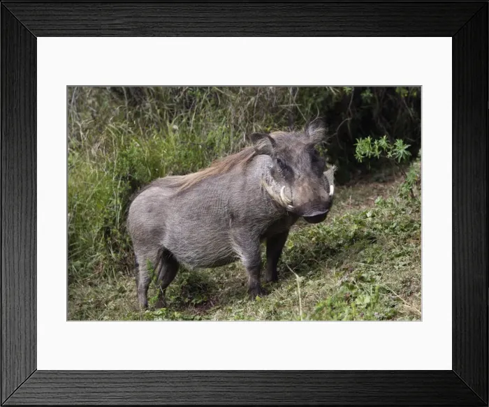 Framed Print : Warthog. Bale Mountains - Ethiopia. 4000 m- 4300 m Framed Print : Warthog. Bale Mountains - Ethiopia. 4000 m- 4300 m