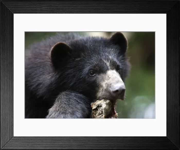 Framed Print : Spectacled / Andean Bear. Venezuela Framed Print : Spectacled / Andean Bear. Venezuela