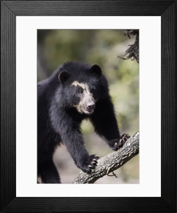 Framed Print : Spectacled / Andean Bear. Venezuela Framed Print : Spectacled / Andean Bear. Venezuela