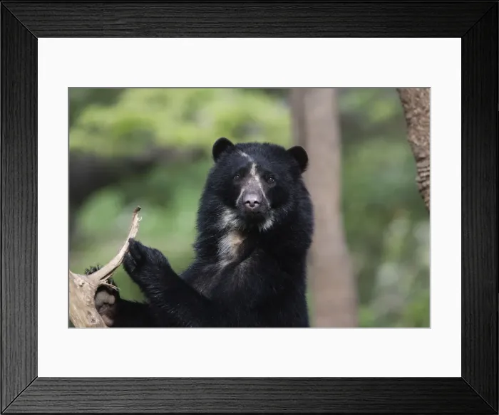 Framed Print : Spectacled / Andean Bear. Venezuela Framed Print : Spectacled / Andean Bear. Venezuela