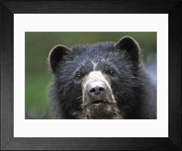 Framed Print : Spectacled / Andean Bear. Venezuela Framed Print : Spectacled / Andean Bear. Venezuela