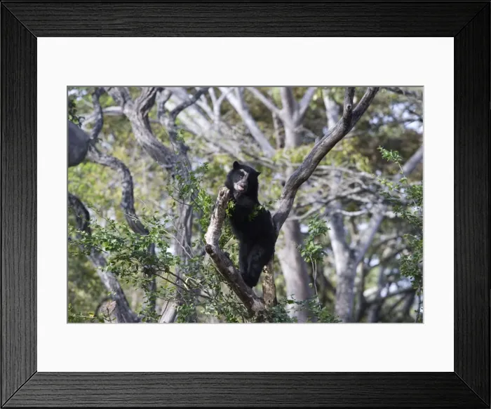Framed Print : Spectacled / Andean Bear - in tree. Venezuela Framed Print : Spectacled / Andean Bear - in tree. Venezuela