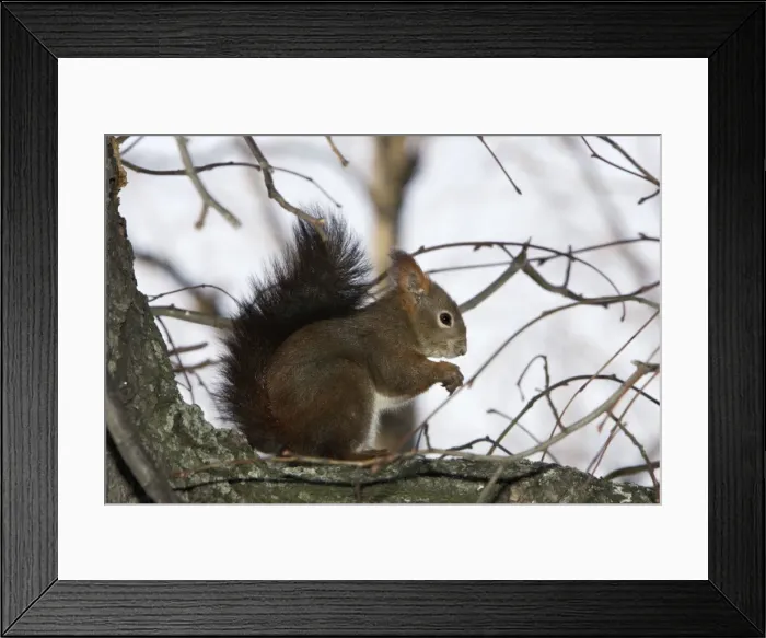 Framed Print : Red Squirrel Framed Print : Red Squirrel