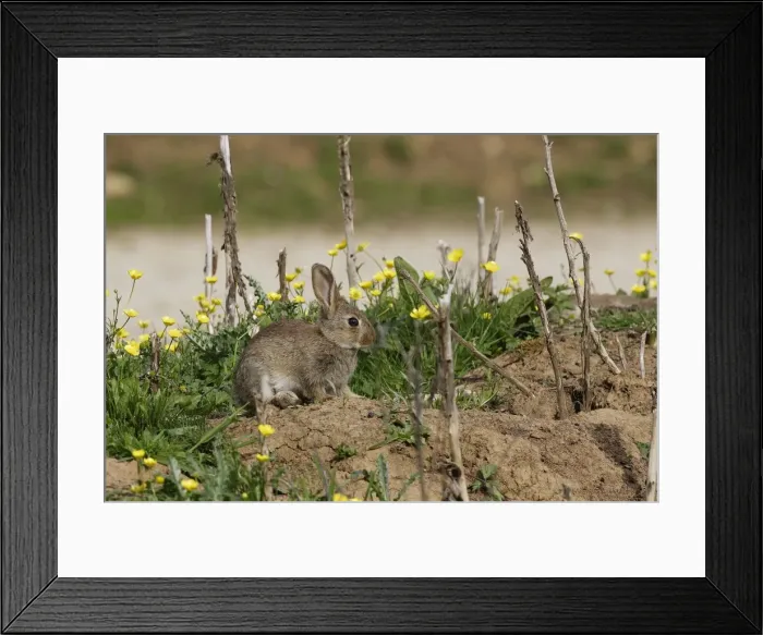 Framed Print : European Rabbit Framed Print : European Rabbit