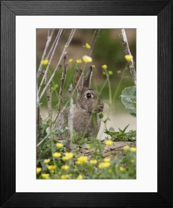 Framed Print : European Rabbit - amongst flowers