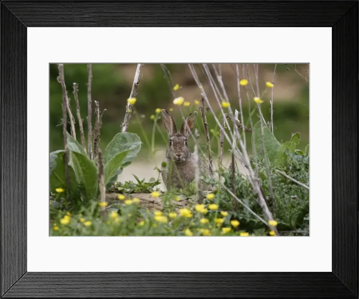 Framed Print : European Rabbit - amongst flowers Framed Print : European Rabbit - amongst flowers