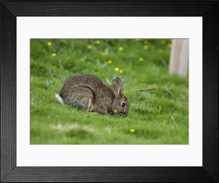 Framed Print : European Rabbit - eating grass Framed Print : European Rabbit - eating grass