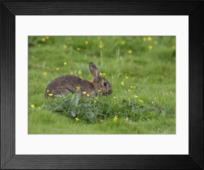 Framed Print : European Rabbit - amongst flowers Framed Print : European Rabbit - amongst flowers