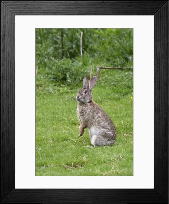 Framed Print : European Rabbit Framed Print : European Rabbit