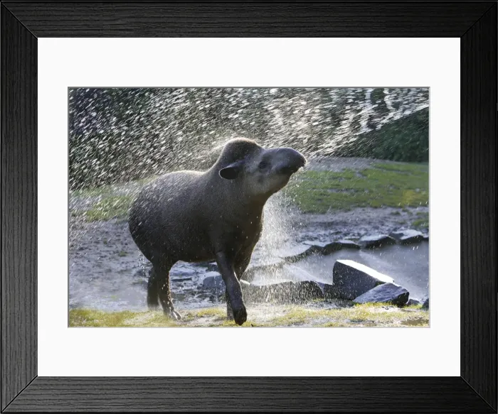 Framed Print : Lowland Tapir / South American Tapir - In water spray Framed Print : Lowland Tapir / South American Tapir - In water spray