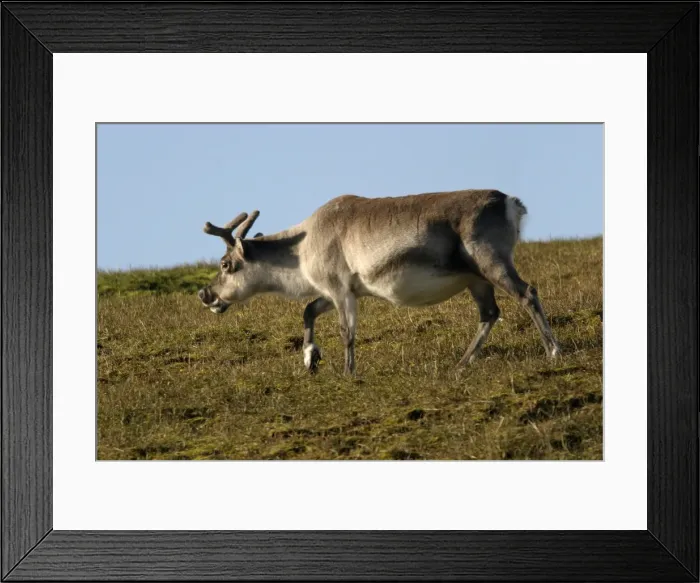 Framed Print : Svalbard Reindeer Framed Print : Svalbard Reindeer