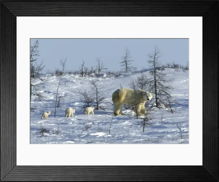 Framed Print : Polar Bear female and baby - Churchill. Manitoba. Canada Framed Print : Polar Bear female and baby - Churchill. Manitoba. Canada