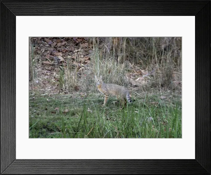 Framed Print : Jungle Cat - In grass, Bandhavgarh N. P. India Framed Print : Jungle Cat - In grass, Bandhavgarh N. P. India