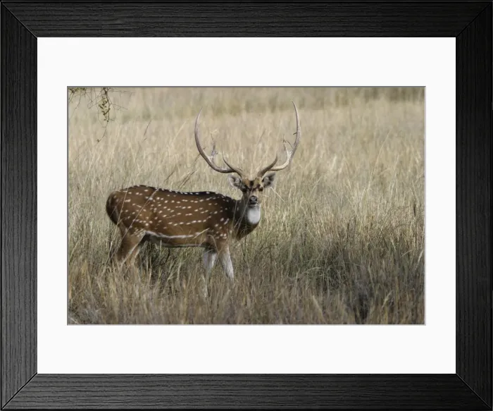 Framed Print : Chital / Spotted Deer - Order: Artiodactyla Family: Cervidae Sub-Family: Cervinae Bandhavgarh N. P. India Framed Print : Chital / Spotted Deer - Order: Artiodactyla Family: Cervidae Sub-Family: Cervinae Bandhavgarh N. P. India