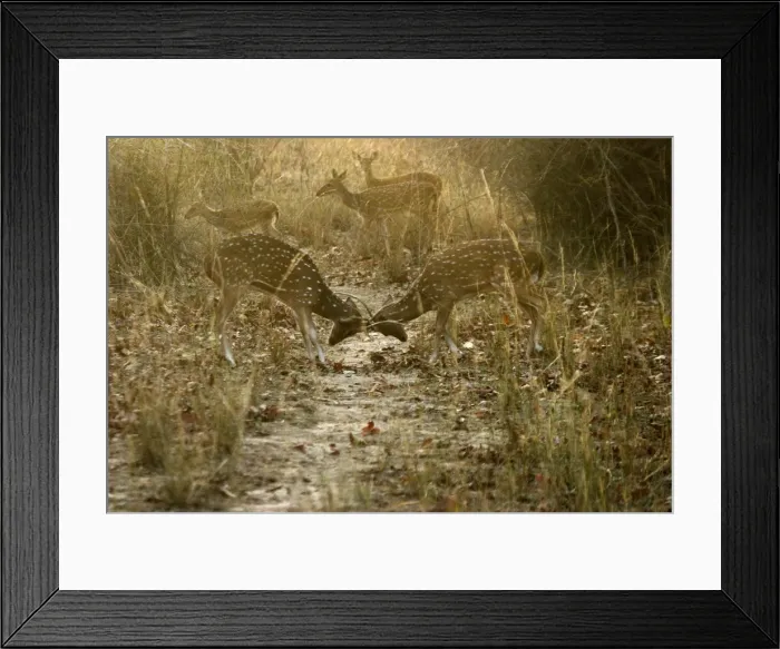 Framed Print : Chital / Spotted Deer - Two in headlock, with others behind. Order: Artiodactyla Family: Cervidae Sub-Family: Cervinae Bandhavgarh N. P. India Framed Print : Chital / Spotted Deer - Two in headlock, with others behind. Order: Artiodactyla Family: Cervidae Sub-Family: Cervinae Bandhavgarh N. P. India