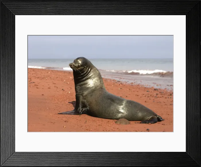 Framed Print : Galapagos Sea Lion - On the shore, Rabida island. Galapagos Framed Print : Galapagos Sea Lion - On the shore, Rabida island. Galapagos