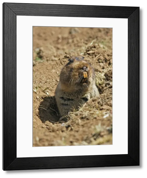 Framed Print : Giant Mole-rat. Endemic species to Ethiopia. All world population founded in Bale mountains of Ethiopia. Favorite prey of ethiopian wolff Framed Print : Giant Mole-rat. Endemic species to Ethiopia. All world population founded in Bale mountains of Ethiopia. Favorite prey of ethiopian wolff