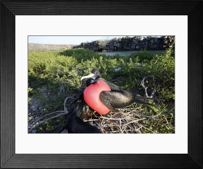 Framed Print : Great Frigatebird - pair at nest Genovesa Island. Galapagos islands Framed Print : Great Frigatebird - pair at nest Genovesa Island. Galapagos islands