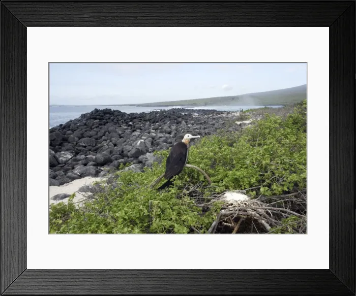 Framed Print : Great Frigatebird. Isla Lobos - Galapagos Islands Framed Print : Great Frigatebird. Isla Lobos - Galapagos Islands