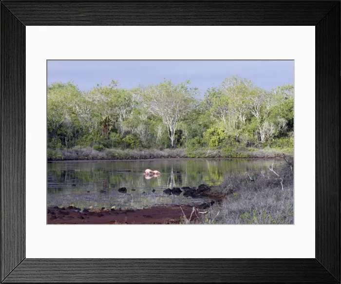 Framed Print : Flamingos - at Lagoon. Cerro Dragon - Santa cruz island - Galapagos Framed Print : Flamingos - at Lagoon. Cerro Dragon - Santa cruz island - Galapagos