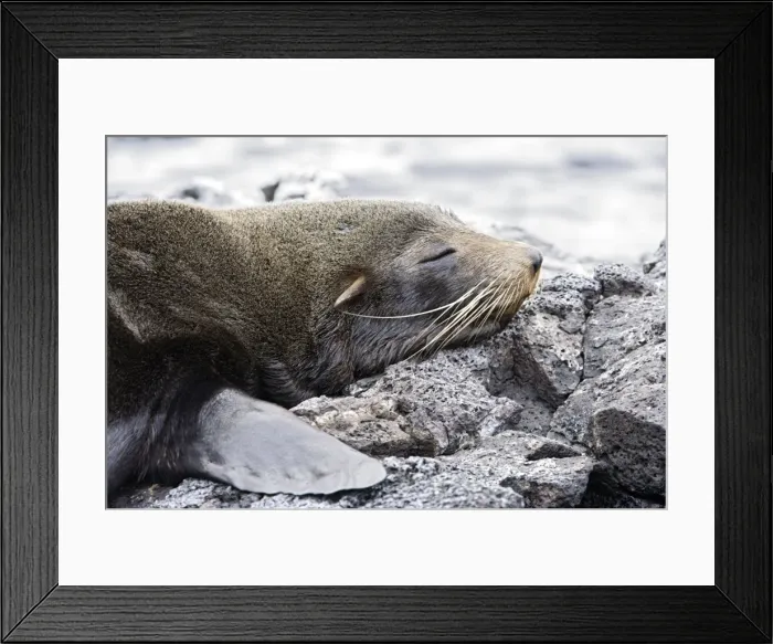 Framed Print : Galapagos Sealion. Seymour island - Galapagos Framed Print : Galapagos Sealion. Seymour island - Galapagos