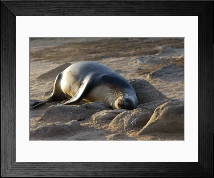 Framed Print : Galapagos Sealion. Seymour island - Galapagos Framed Print : Galapagos Sealion. Seymour island - Galapagos