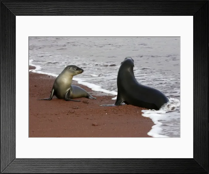 Framed Print : Galapagos Sealion. Rabida island - Galapagos Framed Print : Galapagos Sealion. Rabida island - Galapagos
