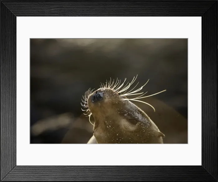 Framed Print : Galapagos Sealion. San Cristobal island - Galapagos Framed Print : Galapagos Sealion. San Cristobal island - Galapagos