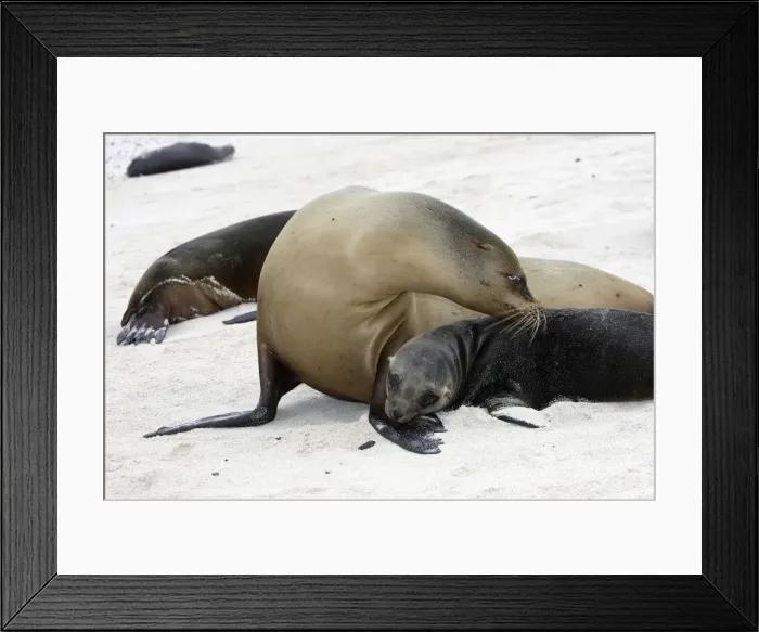 Framed Print : Galapagos Sealion. San Cristobal island - Galapagos Framed Print : Galapagos Sealion. San Cristobal island - Galapagos