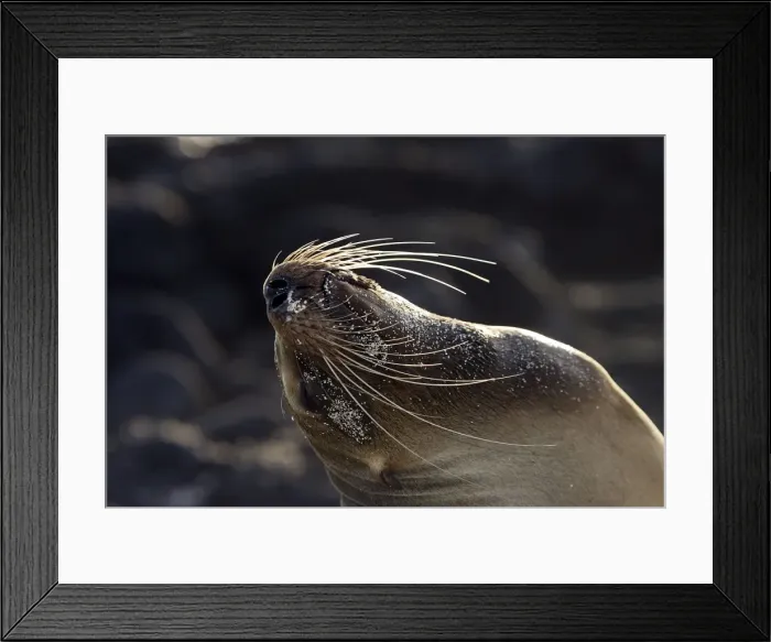 Framed Print : Galapagos Sealion. San Cristobal island - Galapagos Framed Print : Galapagos Sealion. San Cristobal island - Galapagos