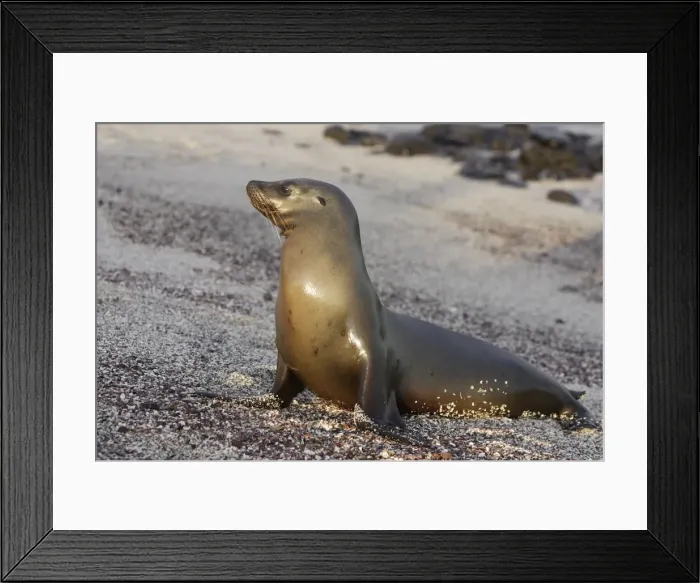 Framed Print : Galapagos Sealion. San Cristobal island - Galapagos Framed Print : Galapagos Sealion. San Cristobal island - Galapagos