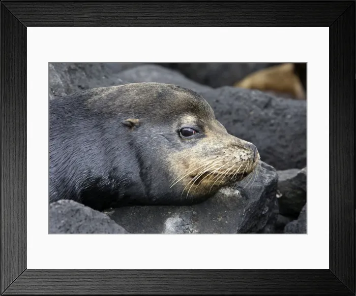 Framed Print : Galapagos Sealion. Lobos Island - Galapagos Framed Print : Galapagos Sealion. Lobos Island - Galapagos