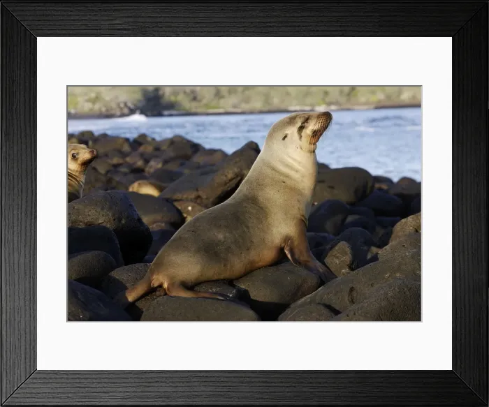 Framed Print : Galapagos Sealion. Lobos Island - Galapagos