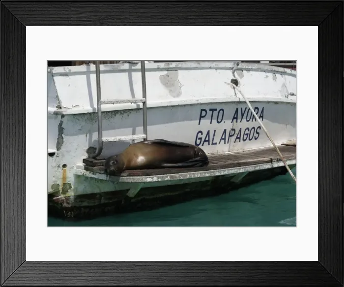 Framed Print : Galapagos Sealion - lying on edge of boat. Puerto Ayora - Santa Cruz island - Galapagos Framed Print : Galapagos Sealion - lying on edge of boat. Puerto Ayora - Santa Cruz island - Galapagos