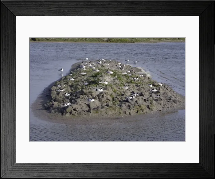 Framed Print : Avocet colony Framed Print : Avocet colony
