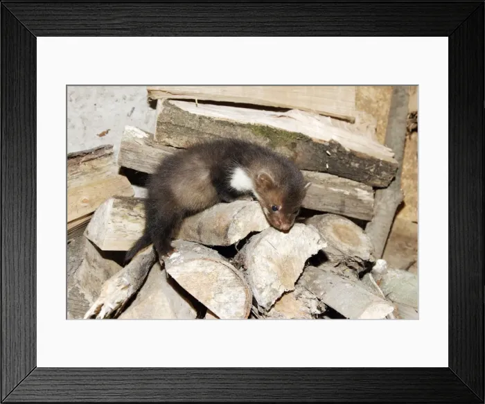 Framed Print : Beech / Stone Marten - 5 weeks old. France Framed Print : Beech / Stone Marten - 5 weeks old. France