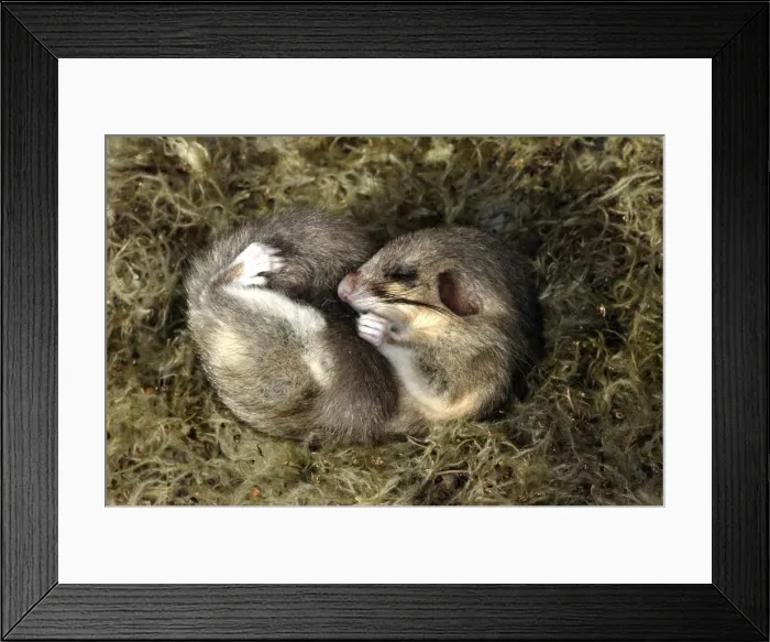 Framed Print : Fat Dormouse - Hibernating in Clematis vitalba seeds Framed Print : Fat Dormouse - Hibernating in Clematis vitalba seeds