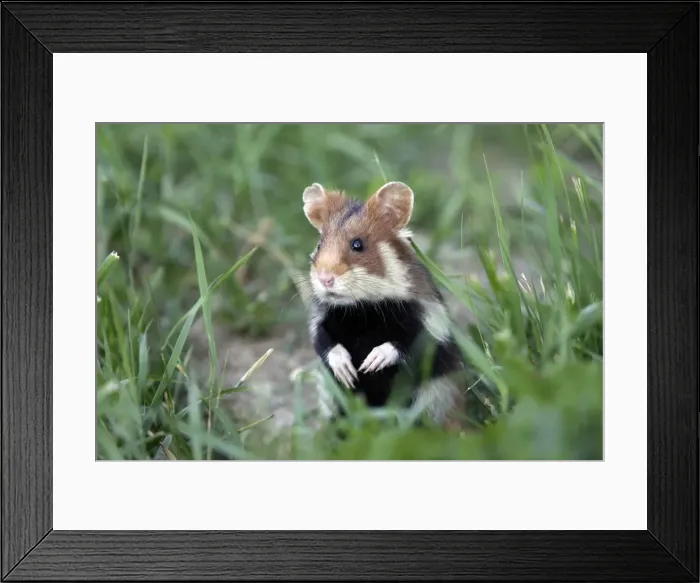 Framed Print : European / Common hamster - In grass Framed Print : European / Common hamster - In grass