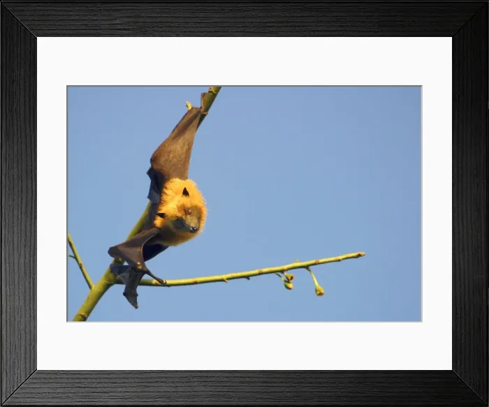 Framed Print : Fruit Bat - endangered endemic to Mayotte. Mayotte Island Indian Ocean Framed Print : Fruit Bat - endangered endemic to Mayotte. Mayotte Island Indian Ocean