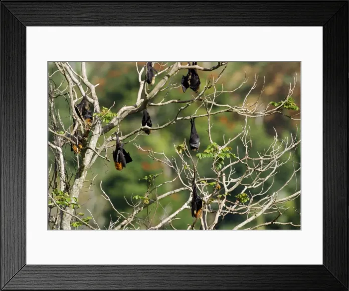 Framed Print : Fruit Bat - endangered & endemic to Mayotte. Mayotte Island Indian Ocean