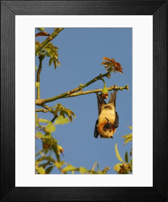 Framed Print : Fruit Bat - endangered & endemic to Mayotte. Mayotte Island Indian Ocean Framed Print : Fruit Bat - endangered & endemic to Mayotte. Mayotte Island Indian Ocean