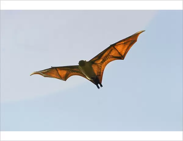 Fruit Bat - endangered & endemic to Mayotte. Mayotte Island Indian Ocean
