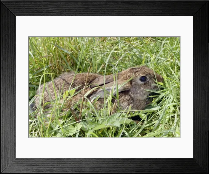 Framed Print : Rabbit. WAT-10745. Rabbit. France. Oryctolagus cuniculus Framed Print : Rabbit. WAT-10745. Rabbit. France. Oryctolagus cuniculus
