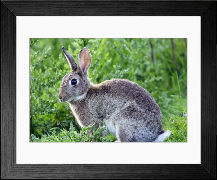 Framed Print : Rabbit. WAT-10747. Rabbit. France. Oryctolagus cuniculus Framed Print : Rabbit. WAT-10747. Rabbit. France. Oryctolagus cuniculus